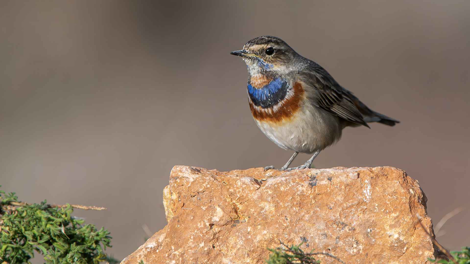 Bluethroat